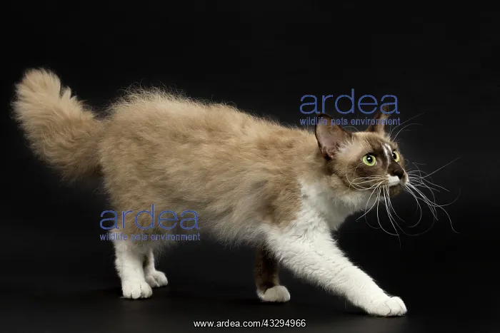 : 80191781 Cat - LaPerm Jean-Michel Labat All images : 80191781 Cat - LaPerm Jean-Michel Labat All images