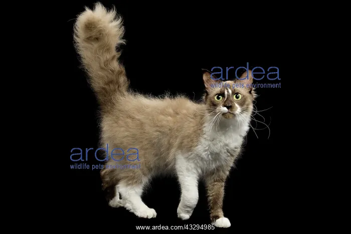 : 80191783 Cat - LaPerm Jean-Michel Labat All images : 80191783 Cat - LaPerm Jean-Michel Labat All images