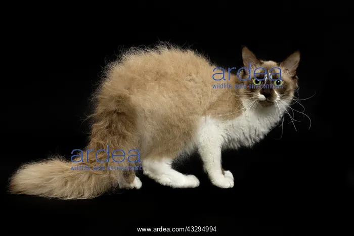: 80191784 Cat - LaPerm Jean-Michel Labat All images : 80191784 Cat - LaPerm Jean-Michel Labat All images