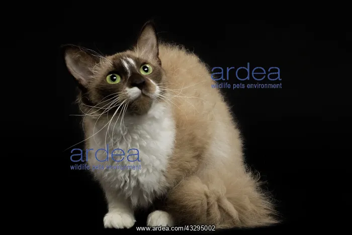 : 80191785 Cat - LaPerm Jean-Michel Labat All images : 80191785 Cat - LaPerm Jean-Michel Labat All images