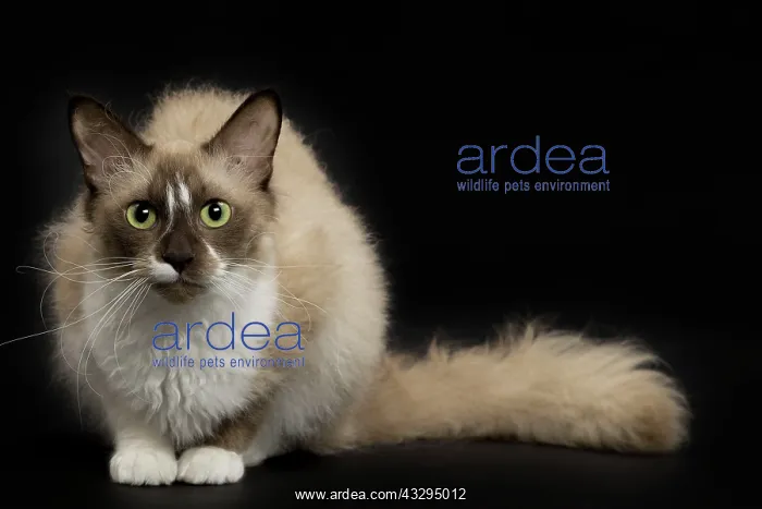 : 80191786 Cat - LaPerm Jean-Michel Labat All images : 80191786 Cat - LaPerm Jean-Michel Labat All images