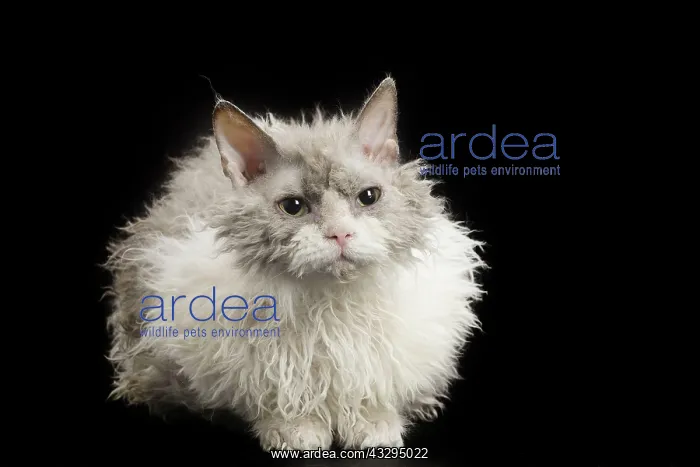 : 80191787 Cat - Selkirk Rex Jean-Michel Labat All : 80191787 Cat - Selkirk Rex Jean-Michel Labat All