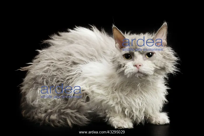 : 80191788 Cat - Selkirk Rex Jean-Michel Labat All : 80191788 Cat - Selkirk Rex Jean-Michel Labat All