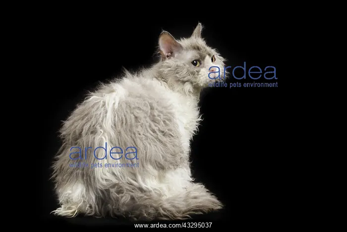 : 80191789 Cat - Selkirk Rex Jean-Michel Labat All : 80191789 Cat - Selkirk Rex Jean-Michel Labat All