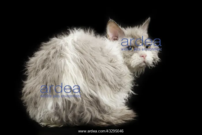 : 80191790 Cat - Selkirk Rex Jean-Michel Labat All : 80191790 Cat - Selkirk Rex Jean-Michel Labat All