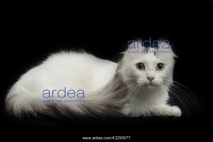 : 80191794 Cat - American Curl Jean-Michel Labat All : 80191794 Cat - American Curl Jean-Michel Labat All