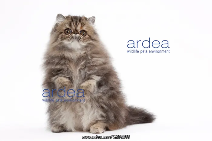 : 80191795 Cat - Persian - brown blotched tabby - : 80191795 Cat - Persian - brown blotched tabby -