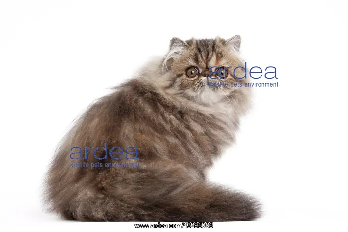 : 80191796 Cat - Persian - brown blotched tabby - : 80191796 Cat - Persian - brown blotched tabby -