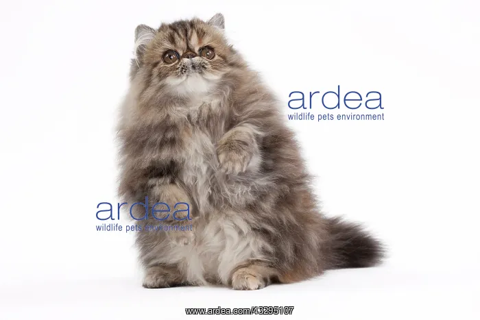 : 80191797 Cat - Persian - brown blotched tabby - : 80191797 Cat - Persian - brown blotched tabby -