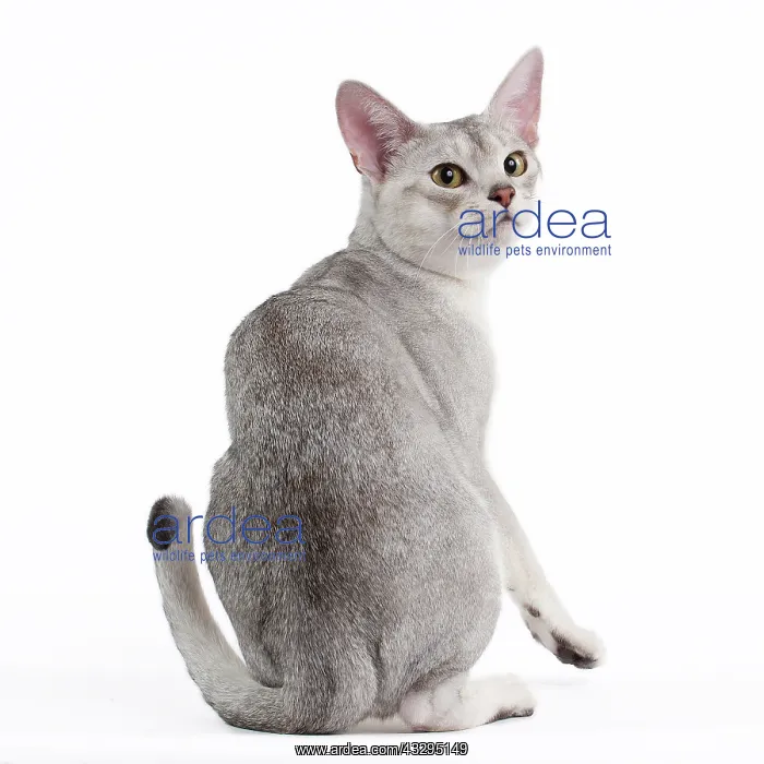  : 80191803 Cat - Silver Abyssinian Jean-Michel Labat