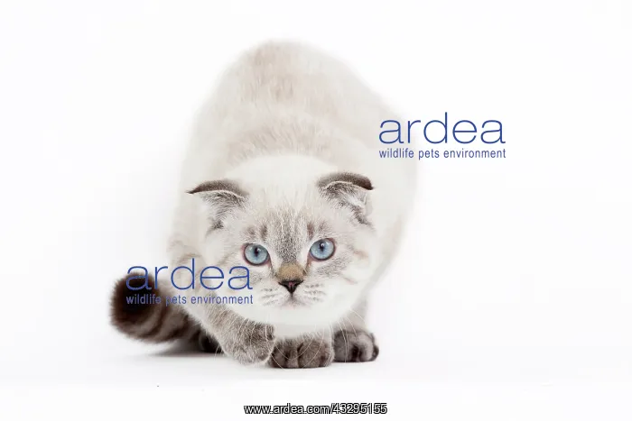 : 80191804 Cat - Scottish Fold Chocolate Silver Tabby : 80191804 Cat - Scottish Fold Chocolate Silver Tabby