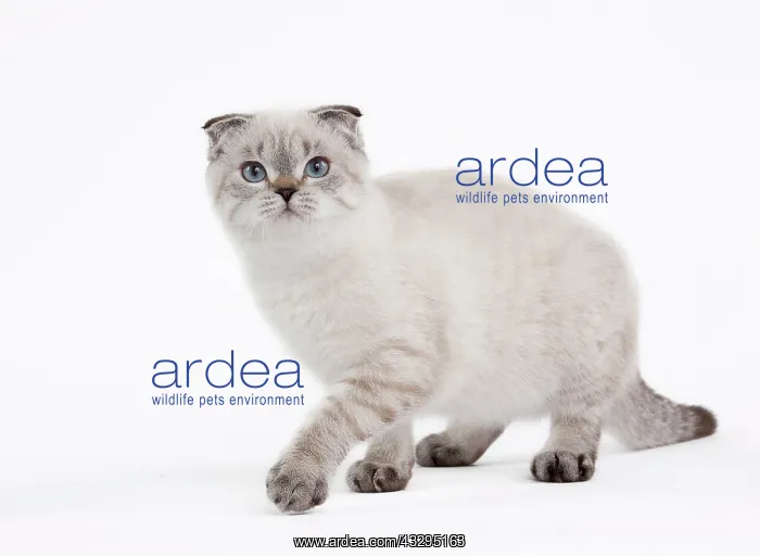 : 80191805 Cat - Scottish Fold Chocolate Silver Tabby : 80191805 Cat - Scottish Fold Chocolate Silver Tabby