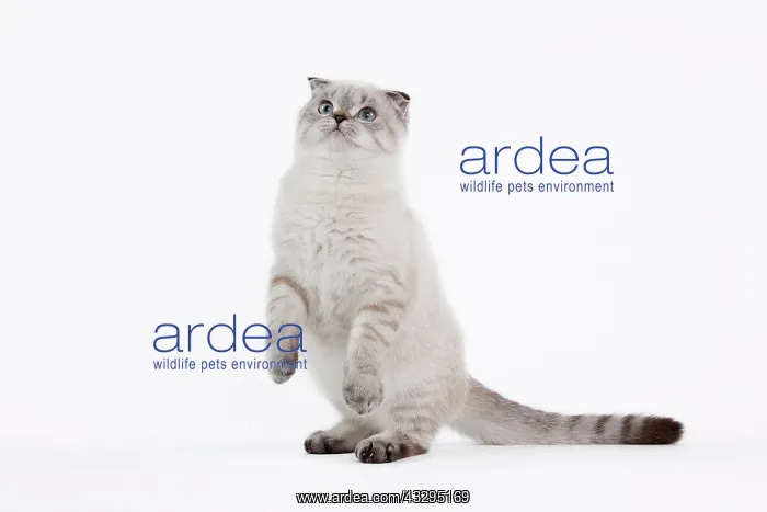 : 80191806 Cat - Scottish Fold Chocolate Silver Tabby : 80191806 Cat - Scottish Fold Chocolate Silver Tabby