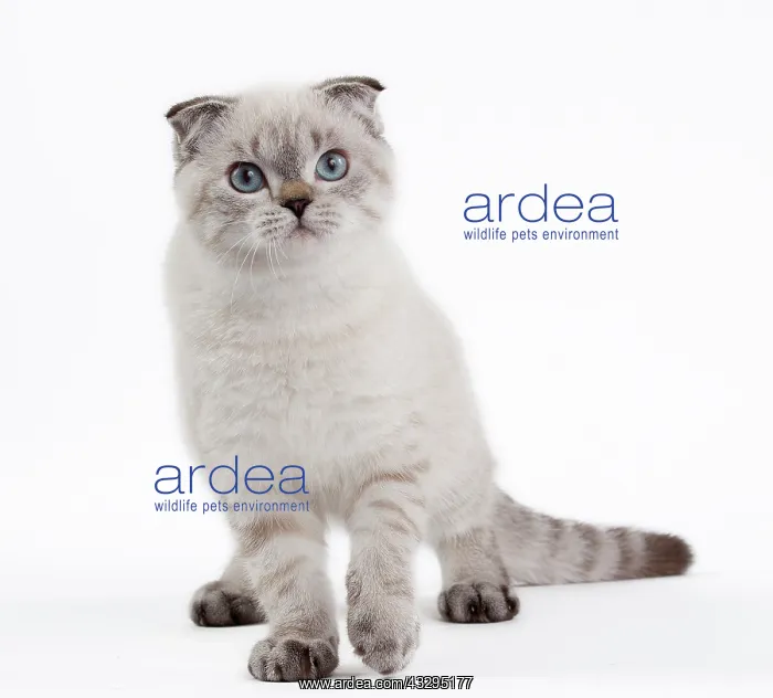 : 80191807 Cat - Scottish Fold Chocolate Silver Tabby : 80191807 Cat - Scottish Fold Chocolate Silver Tabby