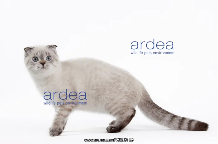 : 80191808 Cat - Scottish Fold Chocolate Silver Tabby : 80191808 Cat - Scottish Fold Chocolate Silver Tabby