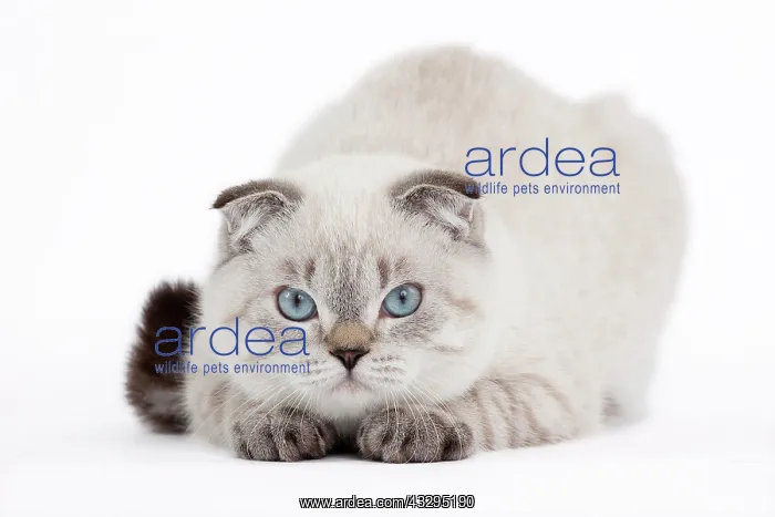 : 80191809 Cat - Scottish Fold Chocolate Silver Tabby : 80191809 Cat - Scottish Fold Chocolate Silver Tabby