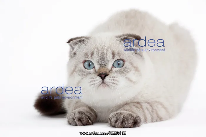  : 80191810 Cat - Scottish Fold Chocolate Silver Tabby