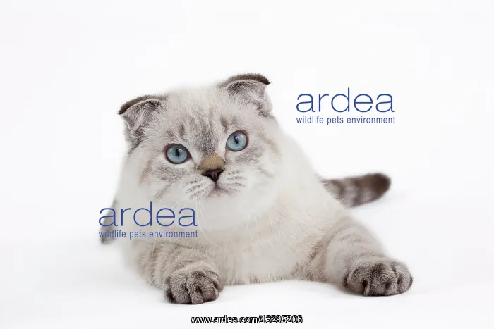 : 80191811 Cat - Scottish Fold Chocolate Silver Tabby : 80191811 Cat - Scottish Fold Chocolate Silver Tabby