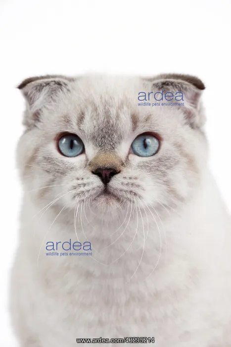 : 80191812 Cat - Scottish Fold Chocolate Silver Tabby : 80191812 Cat - Scottish Fold Chocolate Silver Tabby