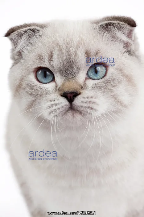 : 80191813 Cat - Scottish Fold Chocolate Silver Tabby : 80191813 Cat - Scottish Fold Chocolate Silver Tabby