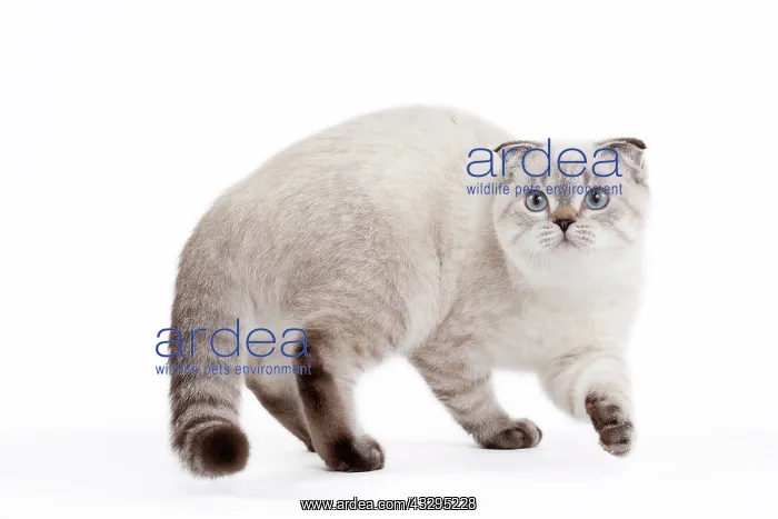 : 80191814 Cat - Scottish Fold Chocolate Silver Tabby : 80191814 Cat - Scottish Fold Chocolate Silver Tabby