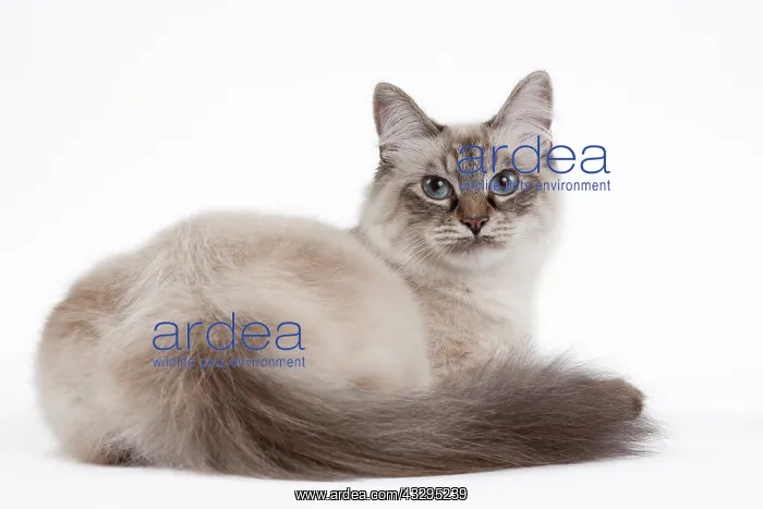 : 80191815 Cat - Siberian tortie tabby seal point : 80191815 Cat - Siberian tortie tabby seal point