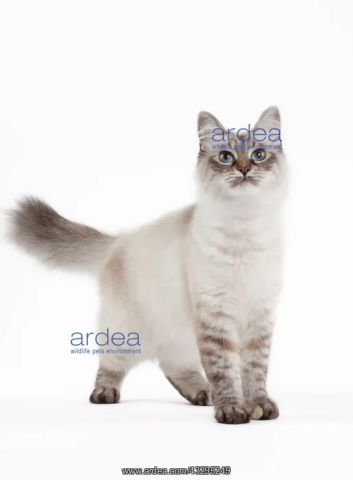 : 80191816 Cat - Siberian tortie tabby seal point : 80191816 Cat - Siberian tortie tabby seal point