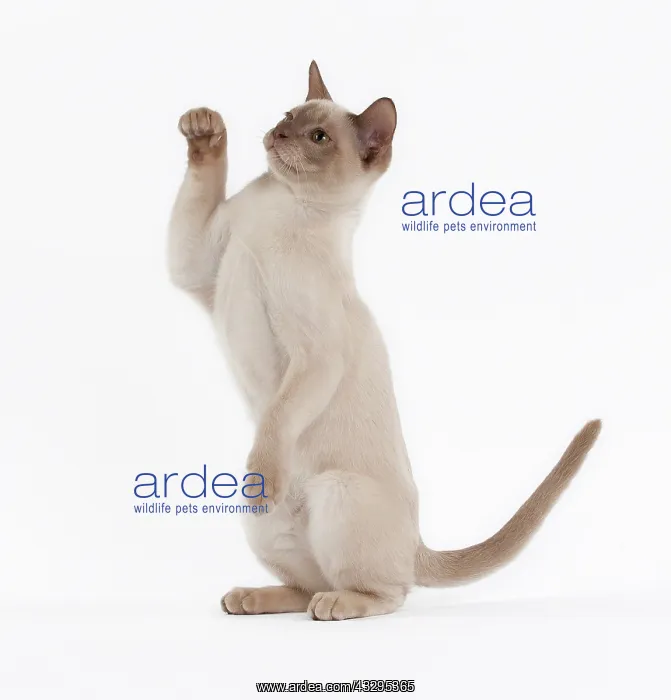 : 80191826 Cat - English Burmese - Sepia Chocolate : 80191826 Cat - English Burmese - Sepia Chocolate