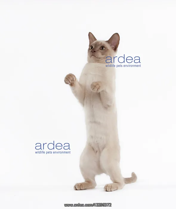 : 80191827 Cat - English Burmese - Sepia Chocolate : 80191827 Cat - English Burmese - Sepia Chocolate