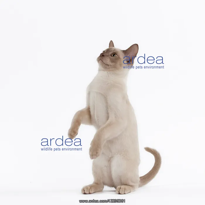  : 80191828 Cat - English Burmese - Sepia Chocolate