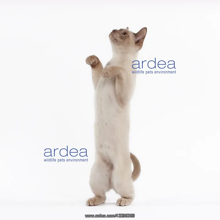 : 80191829 Cat - English Burmese - Sepia Chocolate : 80191829 Cat - English Burmese - Sepia Chocolate