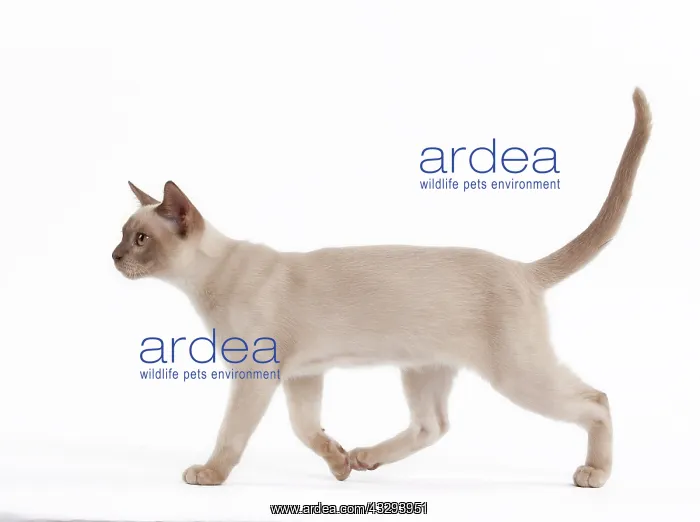 : 80191834 Cat - English Burmese - Sepia Chocolate : 80191834 Cat - English Burmese - Sepia Chocolate