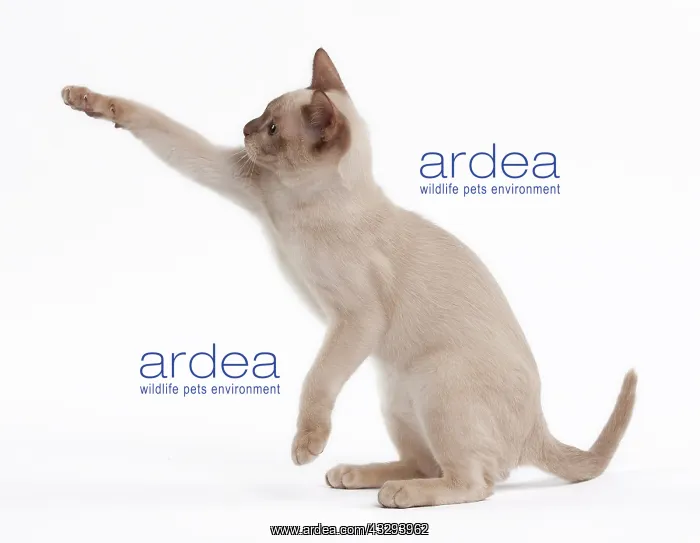 : 80191835 Cat - English Burmese - Sepia Chocolate : 80191835 Cat - English Burmese - Sepia Chocolate