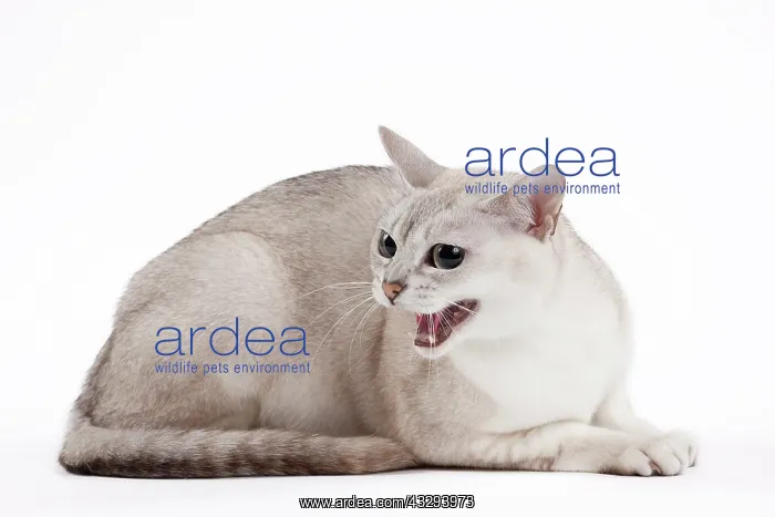 : 80191836 Cat - Burmilla - silver shaded Jean-Michel : 80191836 Cat - Burmilla - silver shaded Jean-Michel