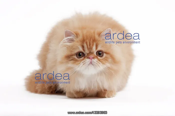 : 80191837 Cat - Golden Shaded Persian Jean-Michel : 80191837 Cat - Golden Shaded Persian Jean-Michel