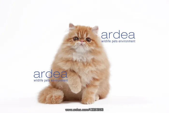 : 80191838 Cat - Golden Shaded Persian Jean-Michel : 80191838 Cat - Golden Shaded Persian Jean-Michel