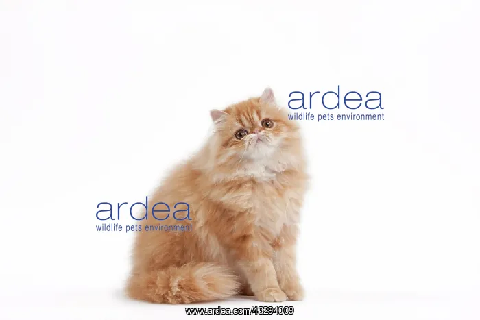 : 80191839 Cat - Golden Shaded Persian Jean-Michel : 80191839 Cat - Golden Shaded Persian Jean-Michel