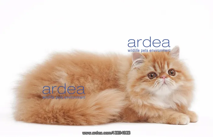 : 80191840 Cat - Golden Shaded Persian Jean-Michel : 80191840 Cat - Golden Shaded Persian Jean-Michel
