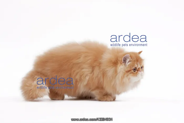 : 80191841 Cat - Golden Shaded Persian Jean-Michel : 80191841 Cat - Golden Shaded Persian Jean-Michel