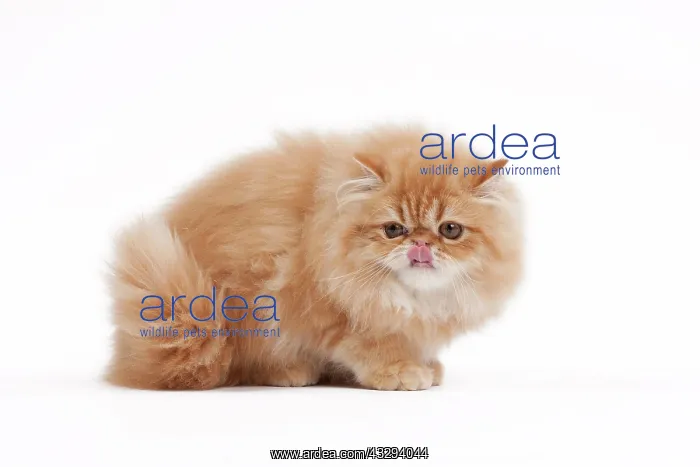 : 80191842 Cat - Golden Shaded Persian Jean-Michel : 80191842 Cat - Golden Shaded Persian Jean-Michel