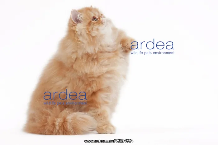 : 80191843 Cat - Golden Shaded Persian Jean-Michel : 80191843 Cat - Golden Shaded Persian Jean-Michel