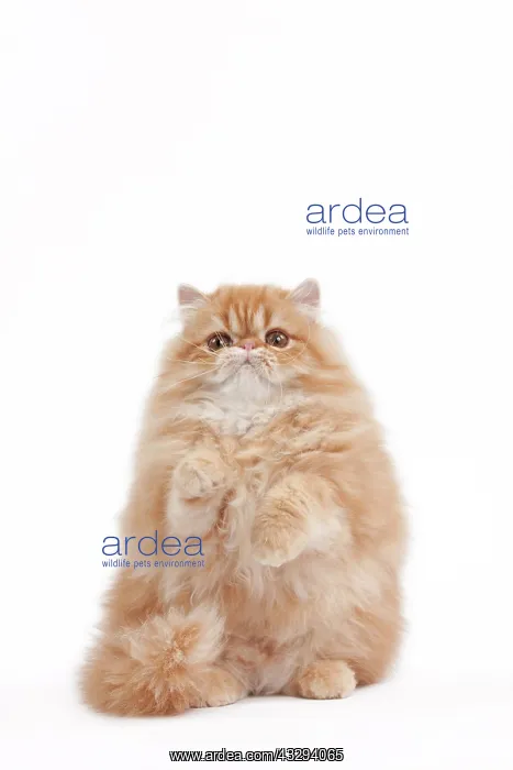 : 80191844 Cat - Golden Shaded Persian Jean-Michel : 80191844 Cat - Golden Shaded Persian Jean-Michel