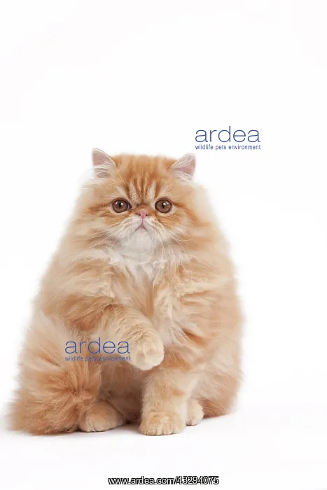 : 80191845 Cat - Golden Shaded Persian Jean-Michel : 80191845 Cat - Golden Shaded Persian Jean-Michel
