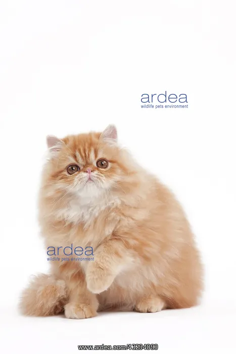 : 80191846 Cat - Golden Shaded Persian Jean-Michel : 80191846 Cat - Golden Shaded Persian Jean-Michel