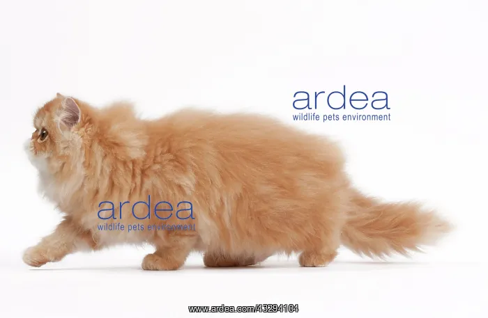 : 80191847 Cat - Golden Shaded Persian Jean-Michel : 80191847 Cat - Golden Shaded Persian Jean-Michel