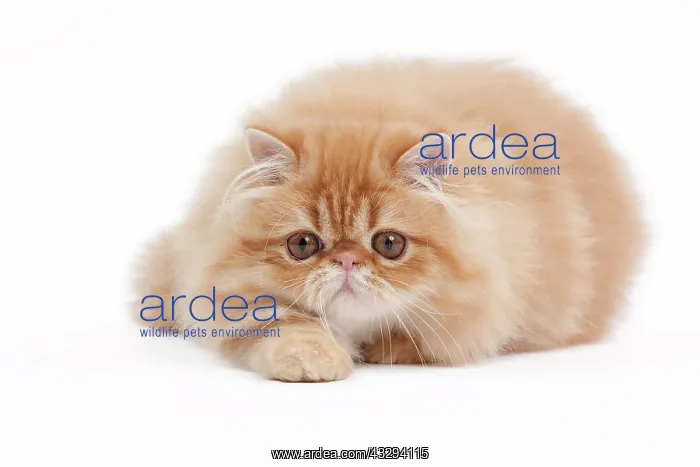 : 80191848 Cat - Golden Shaded Persian Jean-Michel : 80191848 Cat - Golden Shaded Persian Jean-Michel