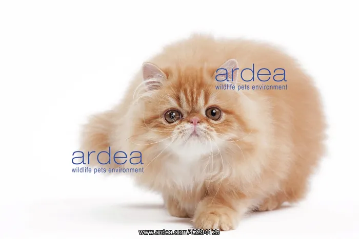 : 80191849 Cat - Golden Shaded Persian Jean-Michel : 80191849 Cat - Golden Shaded Persian Jean-Michel