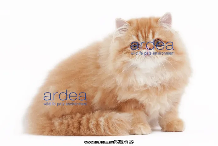 : 80191850 Cat - Golden Shaded Persian Jean-Michel : 80191850 Cat - Golden Shaded Persian Jean-Michel