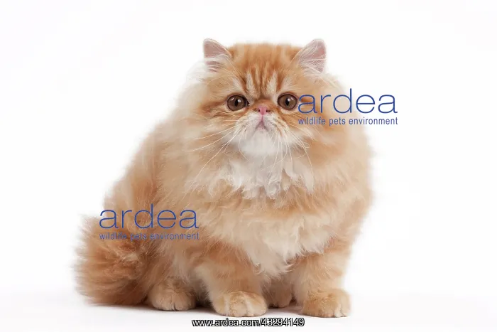 : 80191851 Cat - Golden Shaded Persian Jean-Michel : 80191851 Cat - Golden Shaded Persian Jean-Michel