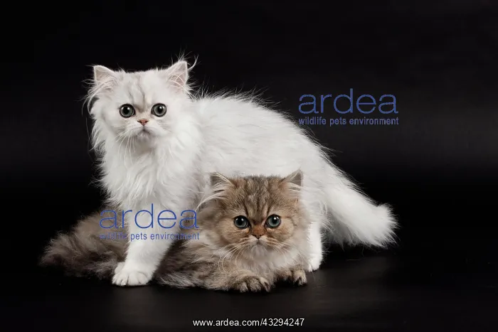 : 80191861 Cat - Persian Chinchilla - 3 month old : 80191861 Cat - Persian Chinchilla - 3 month old